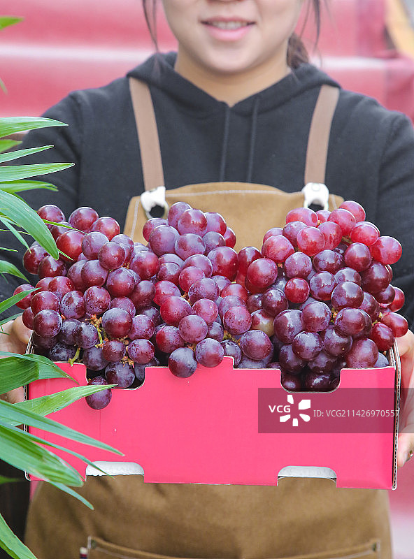 手里拿着新鲜葡萄图片素材