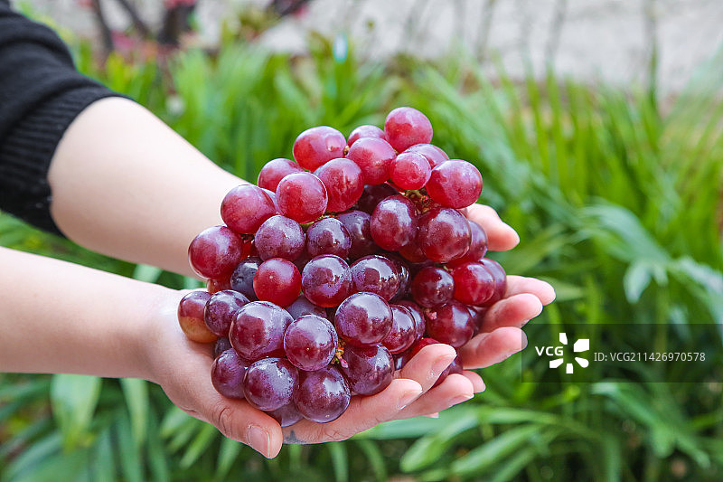 手里拿着新鲜葡萄图片素材