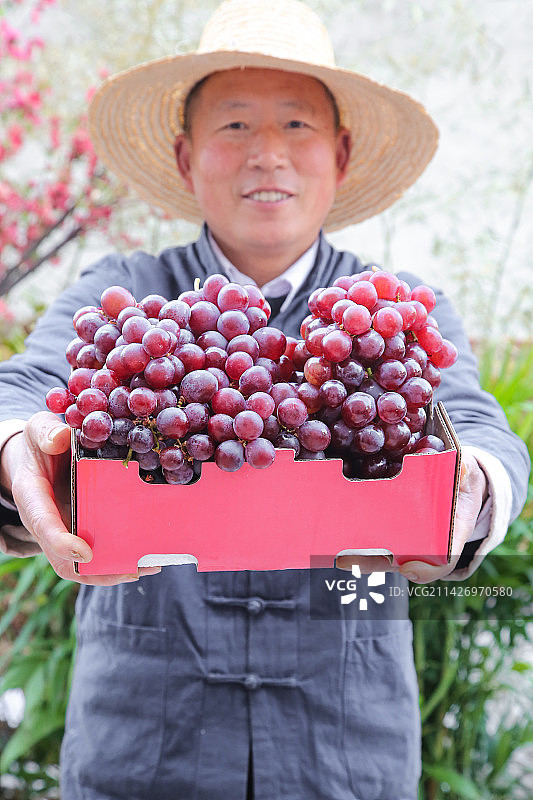 手里拿着新鲜葡萄图片素材
