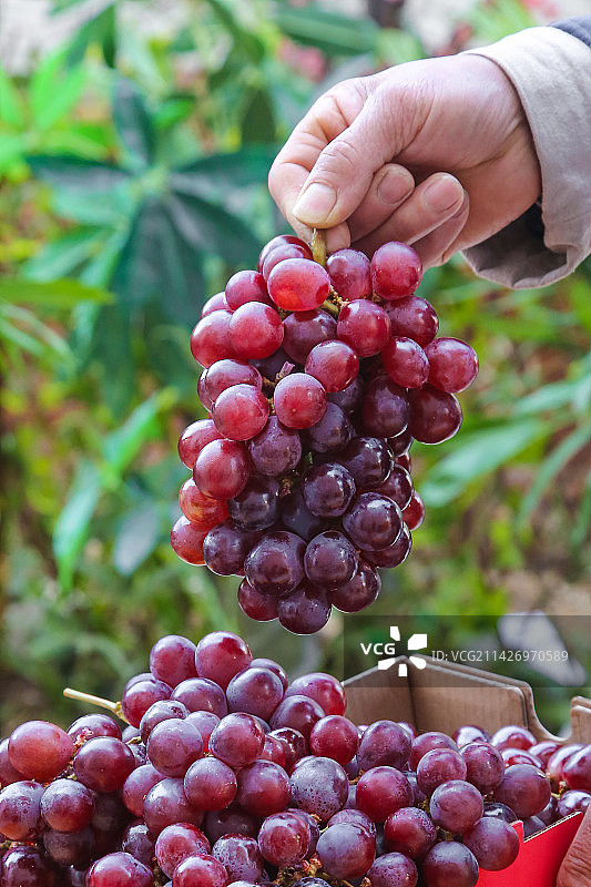 手里拿着新鲜葡萄图片素材