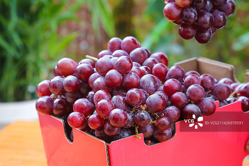 手里拿着新鲜葡萄图片素材