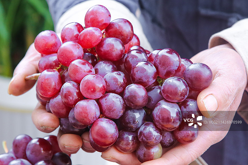 手里拿着新鲜葡萄图片素材