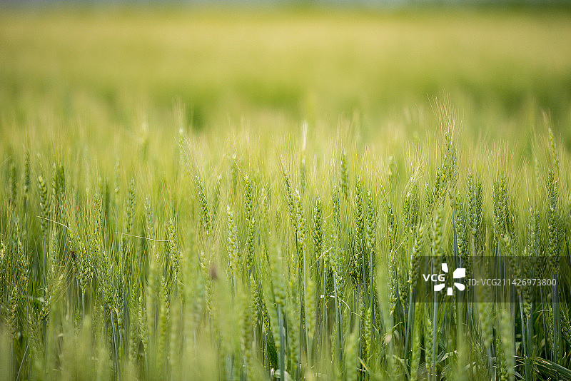 新疆·初夏的小麦田图片素材