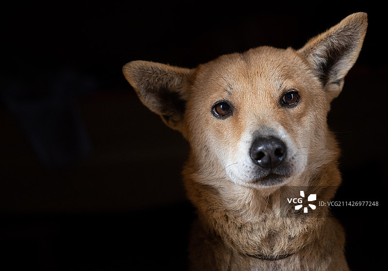 中华田园犬的注视图片素材