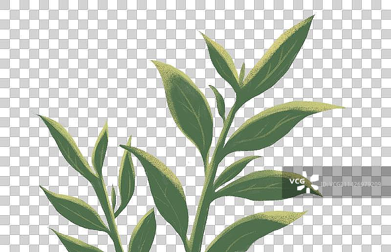 免抠图插画茶叶图片素材