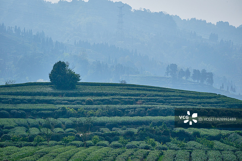 雅安名山区骑龙村万亩茶园图片素材
