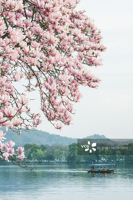 西湖玉兰王图片素材