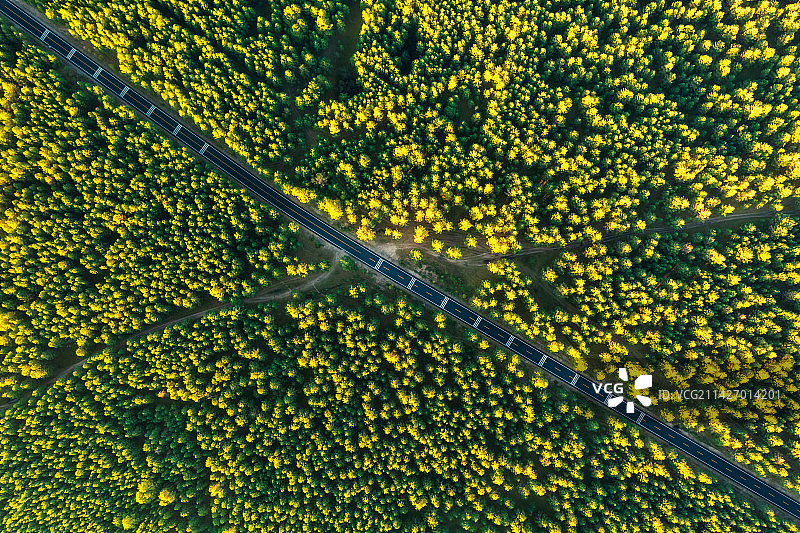 内蒙古自治区呼伦贝尔市鄂温克族自治旗辉河林场（红花尔基樟子松国家森林公园）秋季户外风光航拍正上方视角图片素材