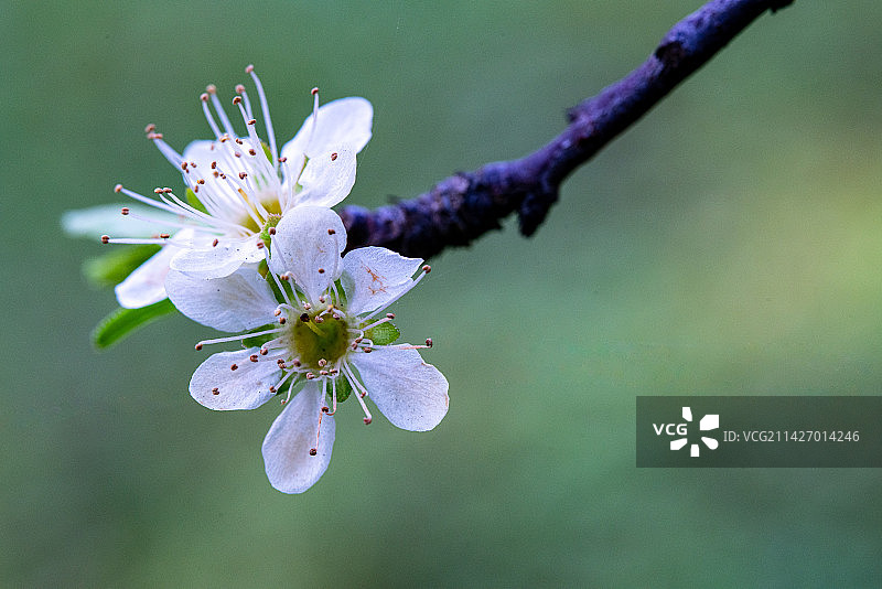 春天来了，李子花已经盛开图片素材