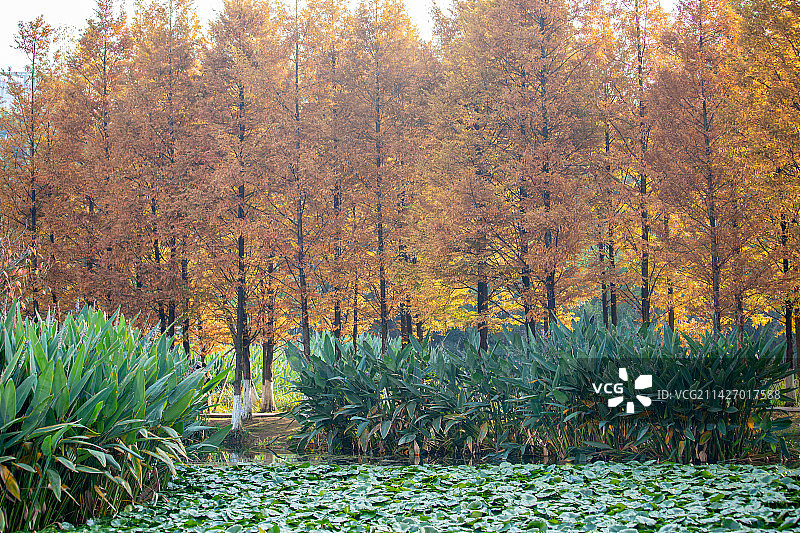 贵阳市阅山湖湿地公园湖边水杉秋色自然风光图片素材