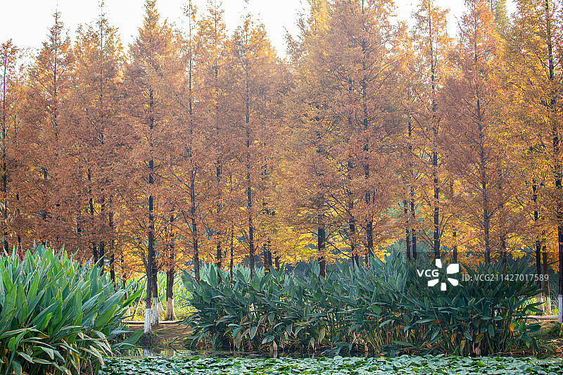 贵阳市阅山湖湿地公园湖边水杉秋色自然风光图片素材