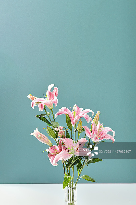 百合花图片素材