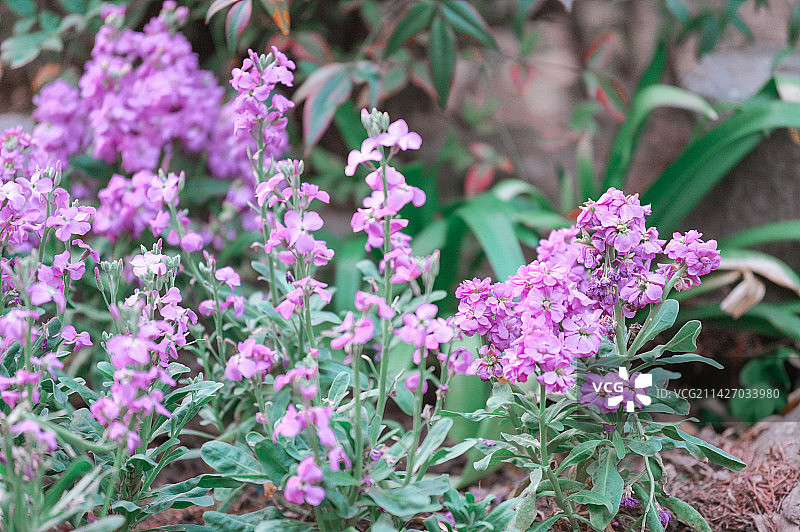 植物园紫罗兰花海中的小猫咪图片素材