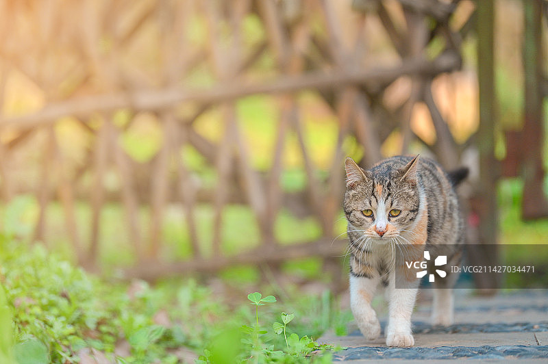 春日阳光下委屈巴巴的花臂小流浪猫图片素材