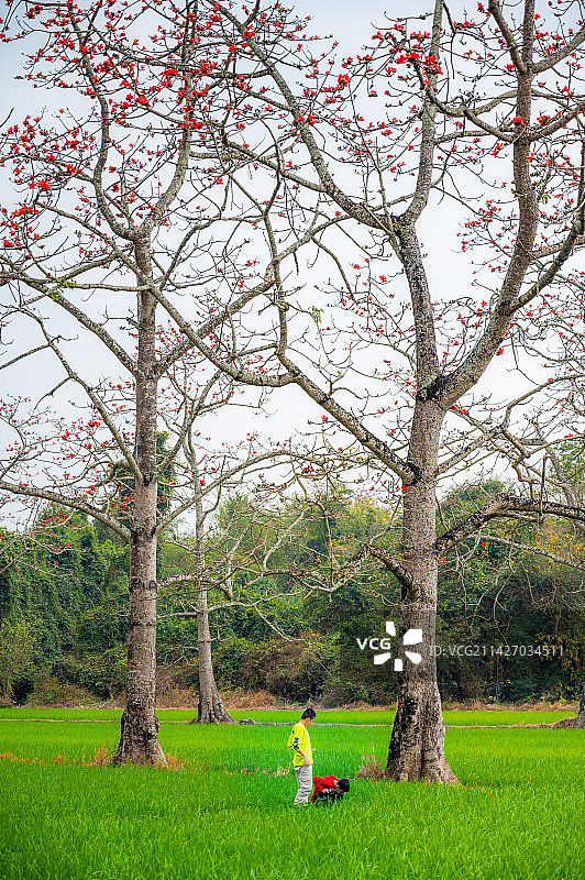 海南昌江排岸村火红的木棉花图片素材