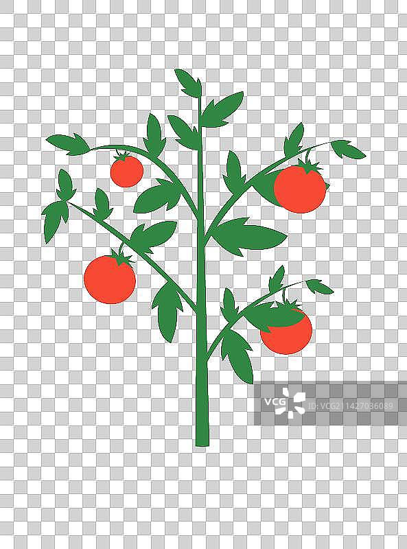 白色背景下的番茄苗特写镜头图片素材