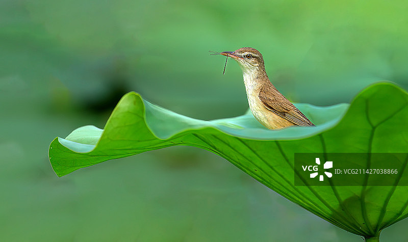 在荷叶上吃豆娘的东方大苇莺图片素材