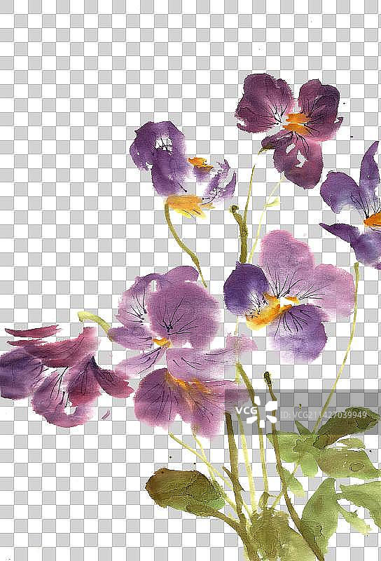 紫色的三色堇图片素材