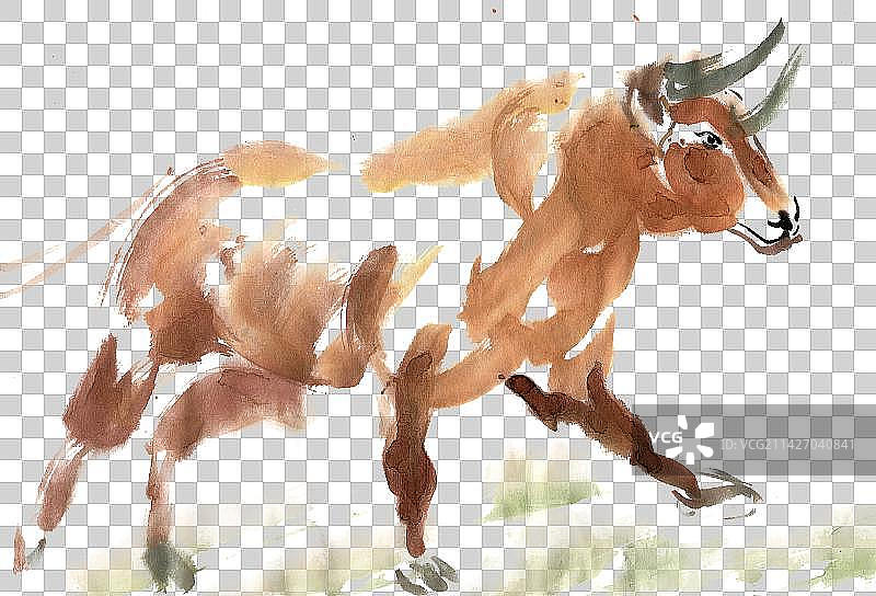 走路的黄牛图片素材