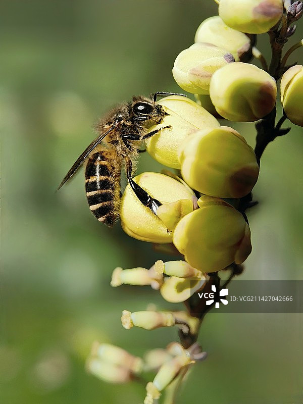 早春的蜜蜂图片素材