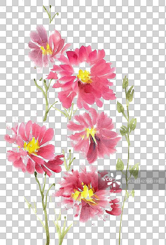 红色的锦葵花图片素材