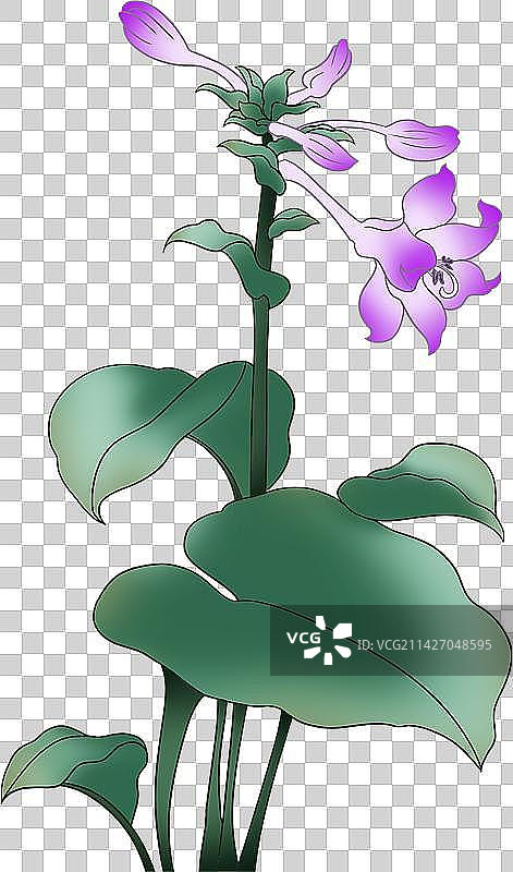 玉簪花图片素材