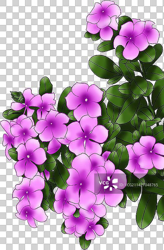 长春花图片素材