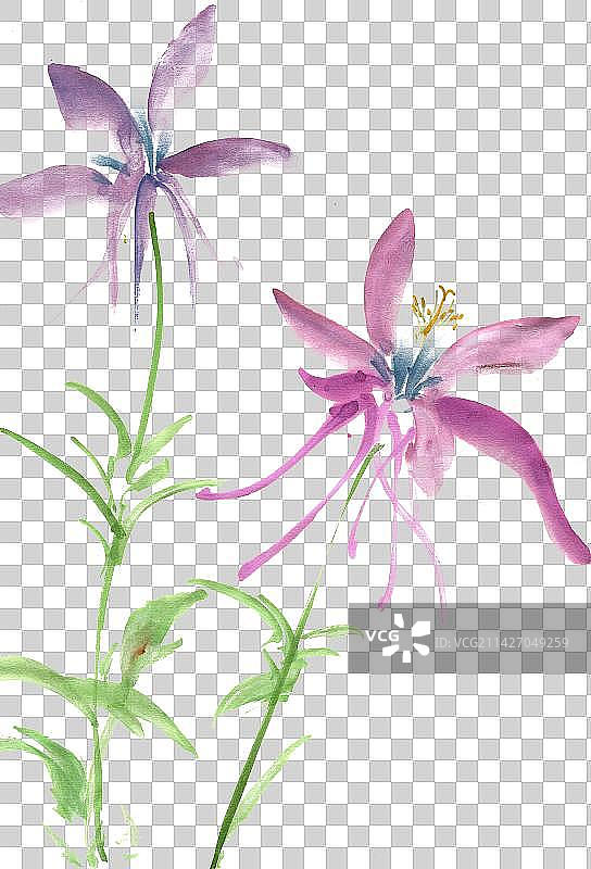 摇曳的醉蝶花图片素材