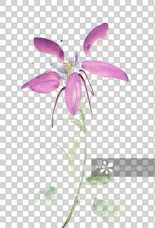 紫色的醉蝶花图片素材