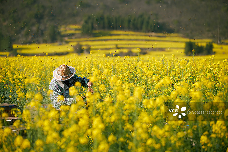 云南罗平油菜花花海图片素材