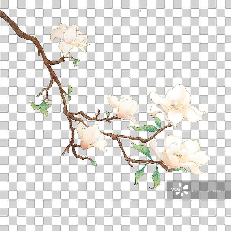 枝头白玉兰免扣素材图片素材
