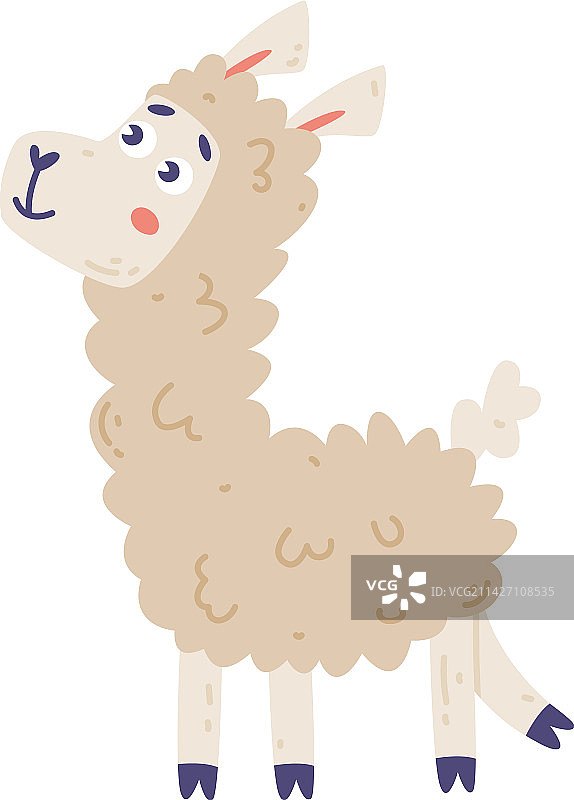 可爱的小羊驼，可爱的野生动物图片素材