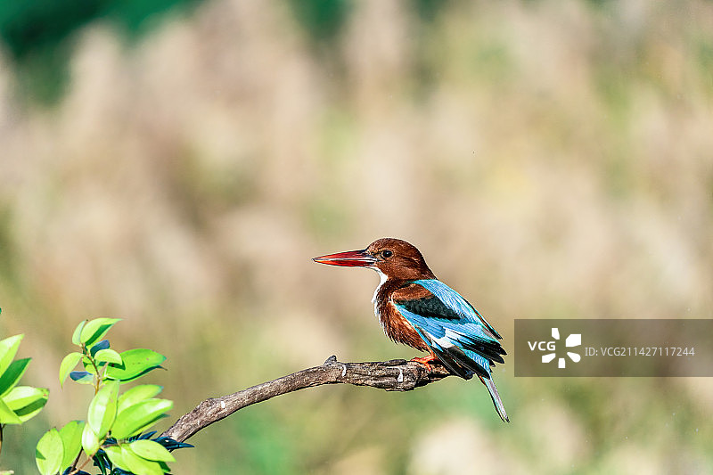 一只白胸翡翠鸟蹲守在清澈溪涧的树枝上伺机捕食水里的鱼虾图片素材