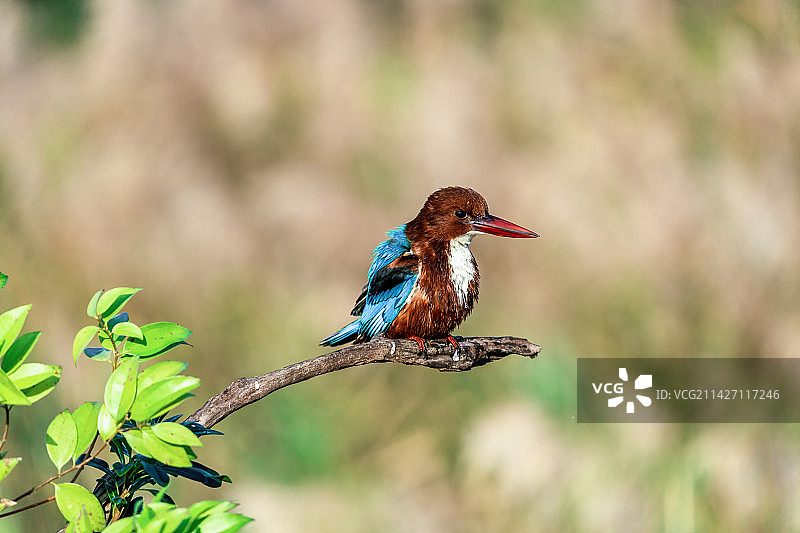 一只白胸翡翠鸟蹲守在清澈溪涧的树枝上伺机捕食水里的鱼虾图片素材