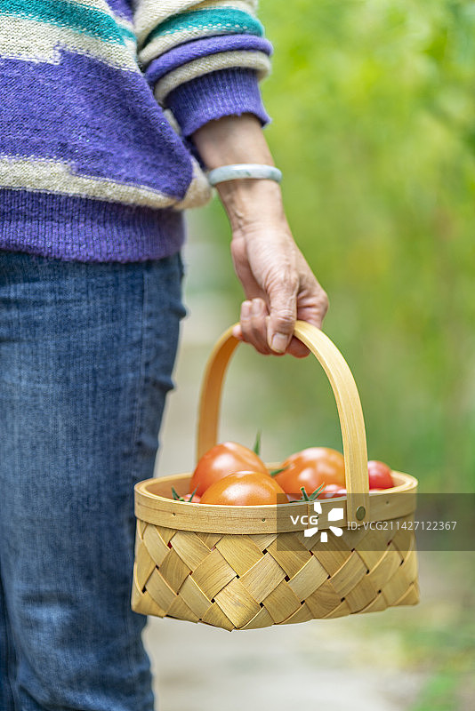 女性手提一篮子新鲜番茄图片素材