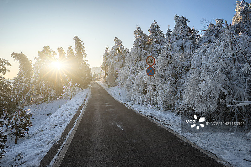 冬季雪地上的道路和松树图片素材
