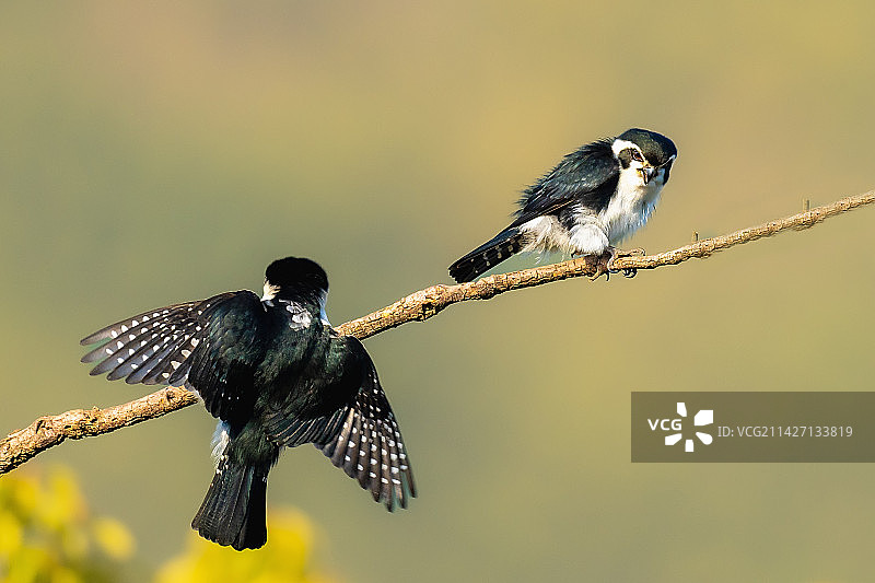 小型猛禽（白腿小隼）图片素材