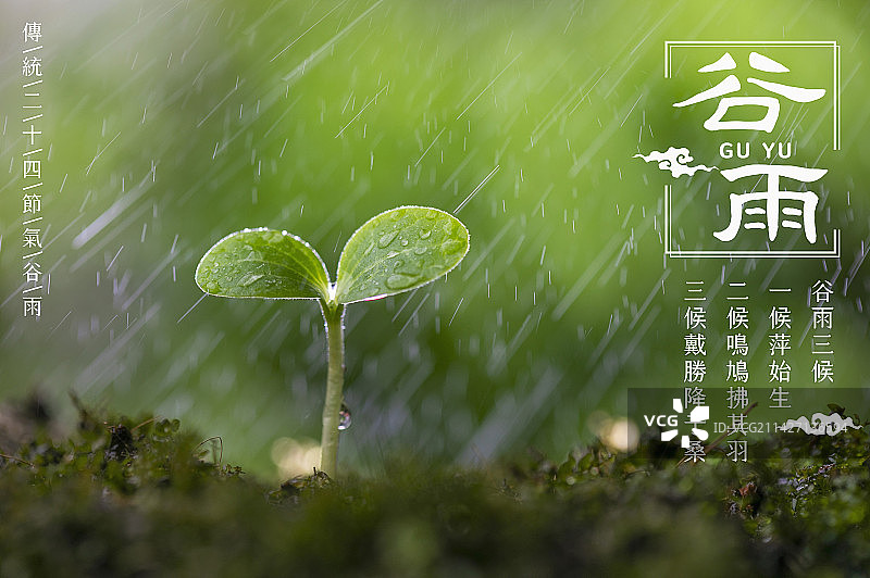 谷雨,萍始生,呜鸠拂其羽,戴任降于桑,二十四节气图片素材