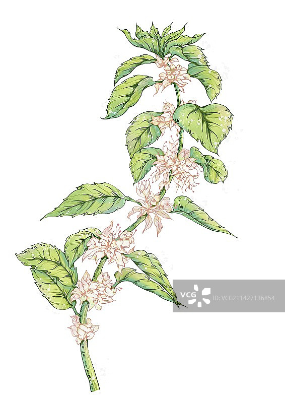 本草纲目中草药手绘插画中药薄荷图片素材