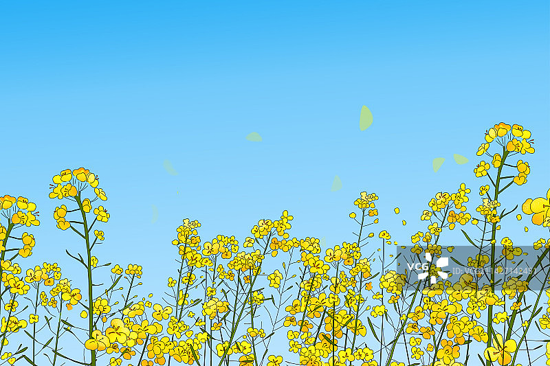 油菜花横板图片素材