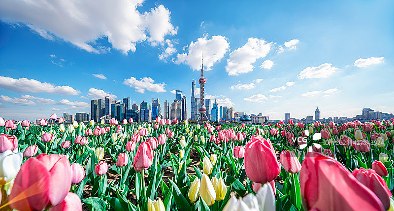 郁金香背景下的上海城市风光全景图片素材
