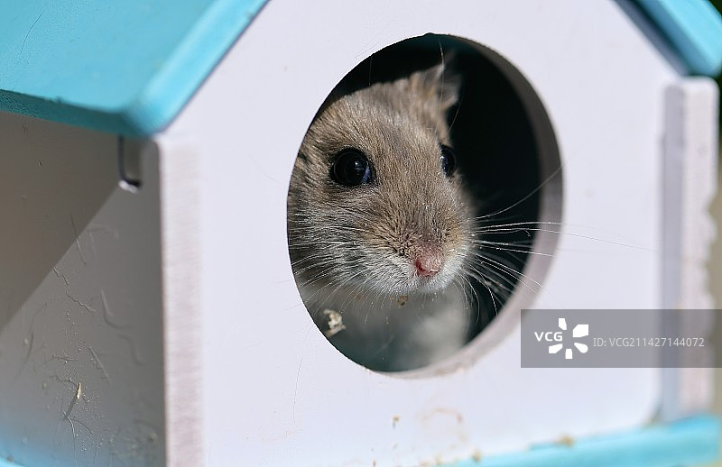 透过窗户看到的仓鼠特写镜头图片素材