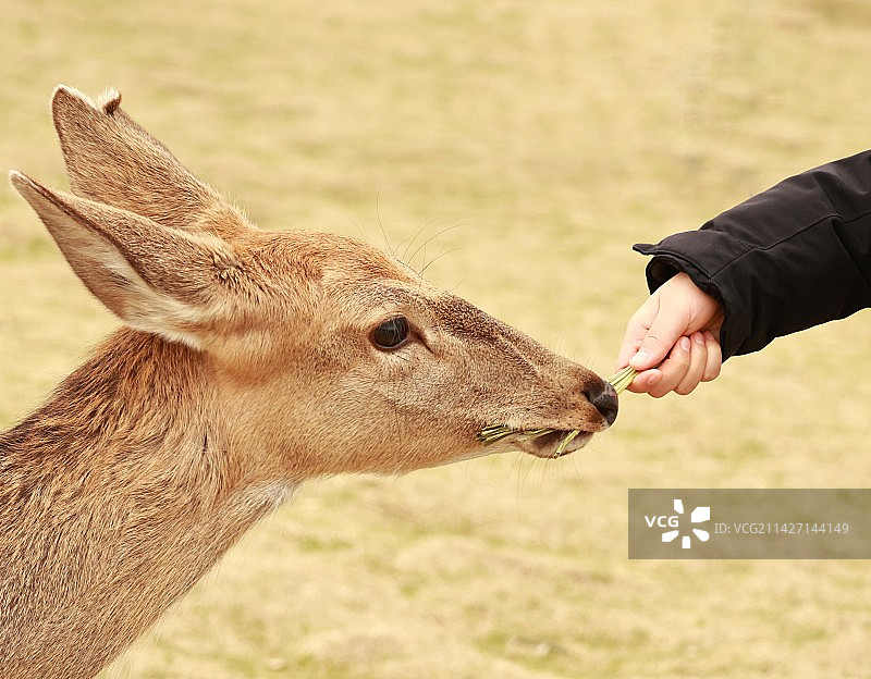 喂鹿图片素材