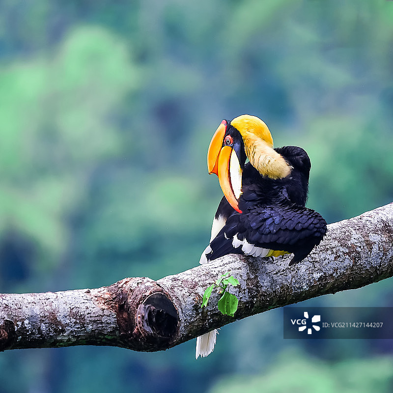 双角犀鸟图片素材