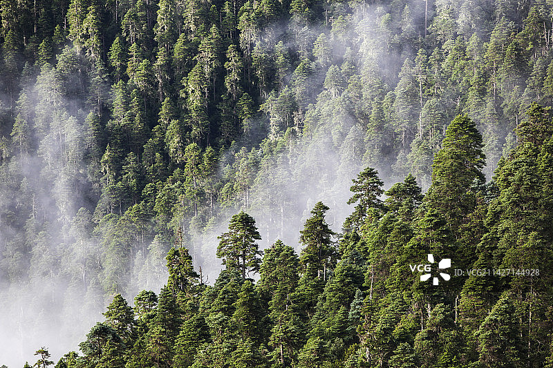 西藏林芝鲁朗林海原始森林云雾户外风光图片素材