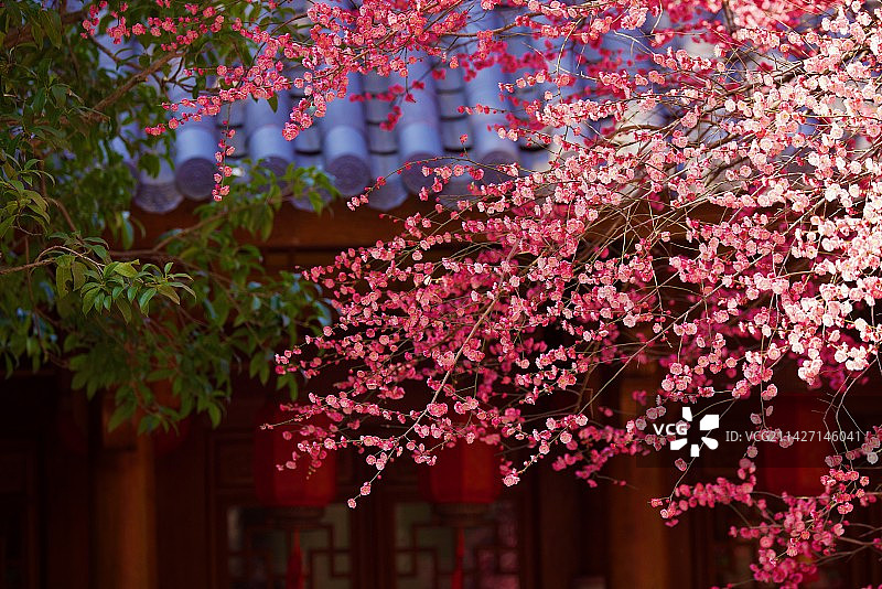 铁佛寺之梅图片素材