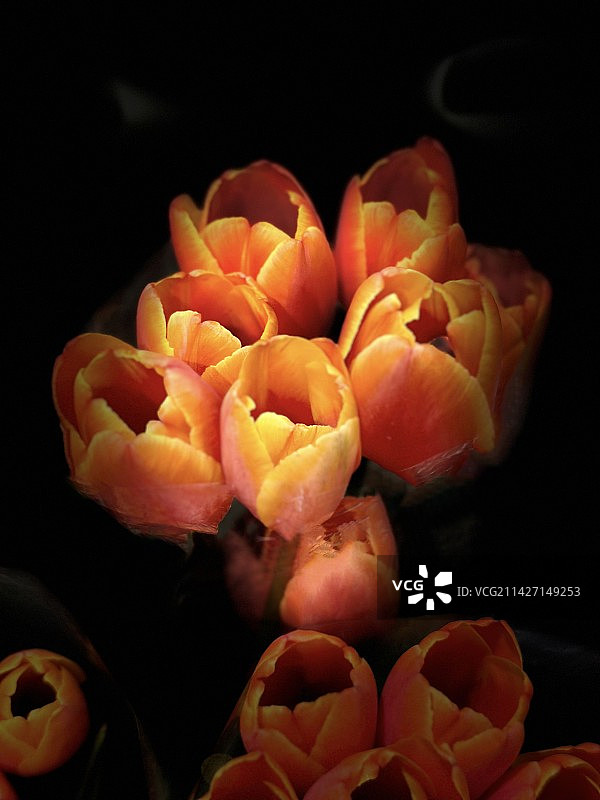 郁金香图片素材