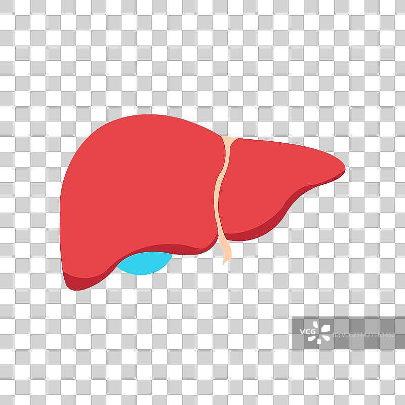 肝脏贴图插画元素图片素材