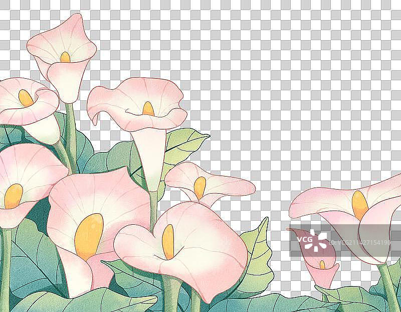 粉色马蹄莲花丛水彩风插画图片素材