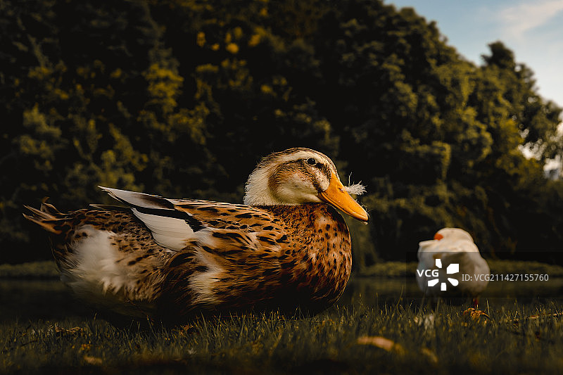 DUH的小动物们图片素材